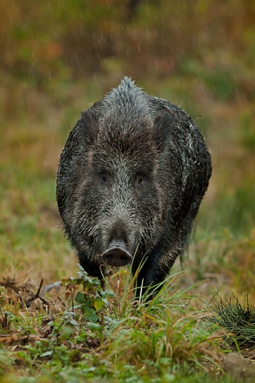 Sus scrofa :)