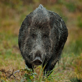 Sus scrofa :)