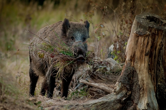 Kytica pre dnešných oslávencov :))