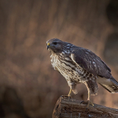 s bočným svetlom,,