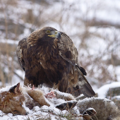 Pohľad ktorý vzbudzuje rešpekt