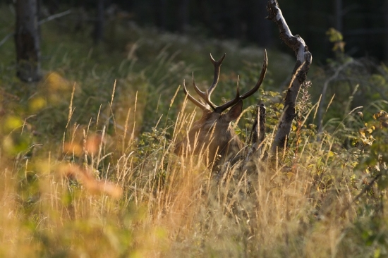 pssssstttttt už ide,,,