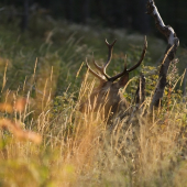 pssssstttttt už ide,,,