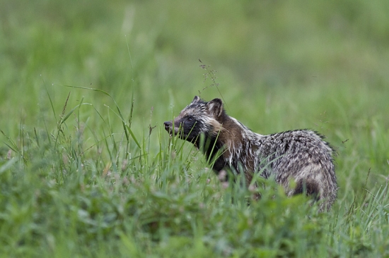 Psík medvedíkovitý