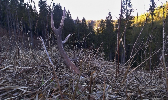 Zhodený pri chodníku