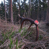 krvavniček