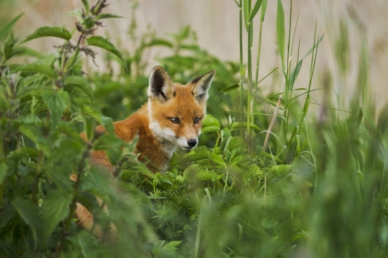 V zelenom kráľovstve