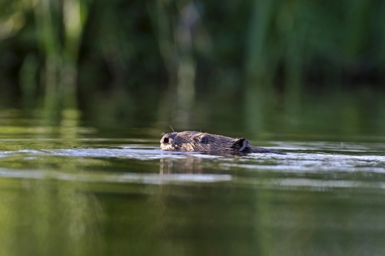 Bobor európsky