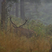 hľadajúci v hmle,,