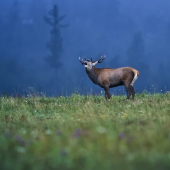 slabé svetlo,hmla :(