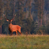 osmak pri východe slnka