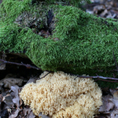 Slovenský koral