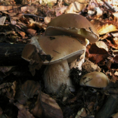 zamaskované