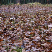 dobrý flek