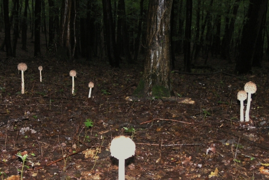 bambuľky v rannom šere