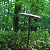 starenka