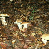 rodinka