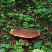 Oravský chlapík