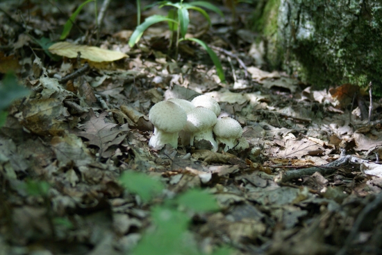 rodina drží pospolu