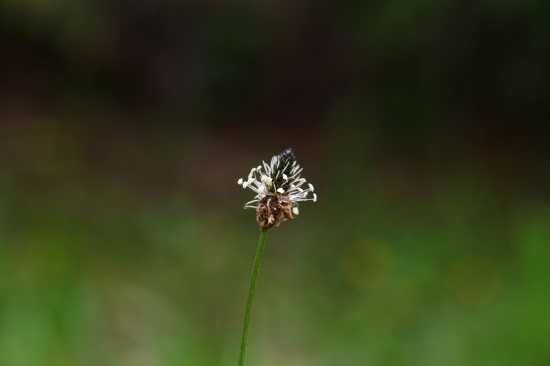 skoro celý skorocel