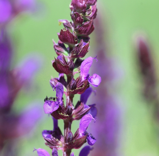 šalvia s mravčekom