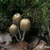 trojka