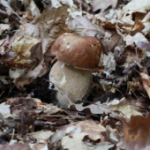 dubino z dubodiela
