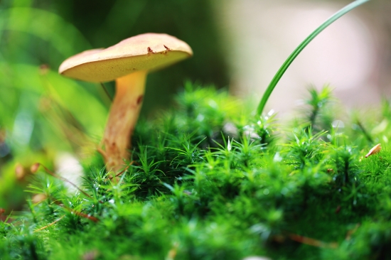 suchohríbik machový