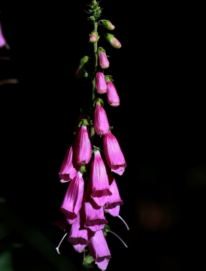 zvoňte zvonky zvoňte