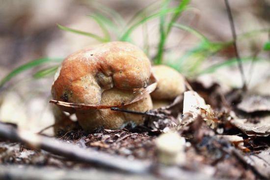 možno ešte porastú