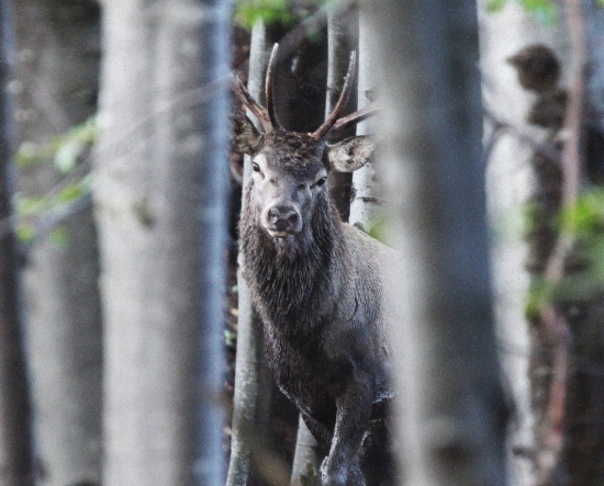 Borišovský smutný jelienok-zašumený