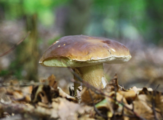 novembrový chlapík