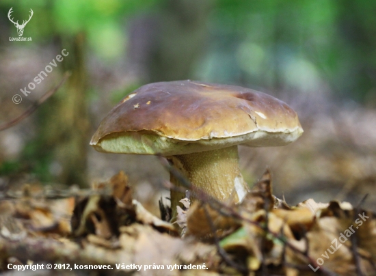 novembrový chlapík