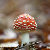 bambuľka