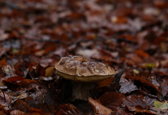 v novembrovom daždi