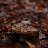 v novembrovom daždi
