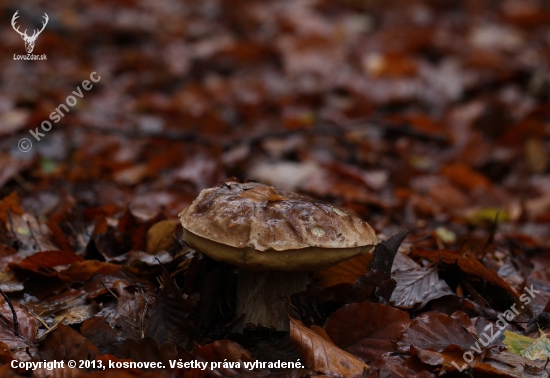 v novembrovom daždi