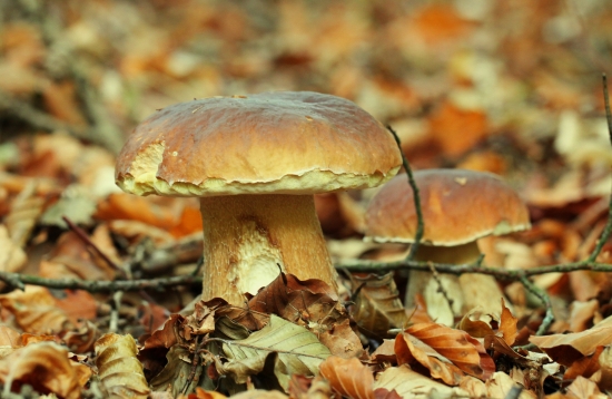 v šuchravom lístí