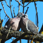 šuškal jej do uška...