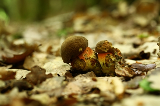 nemuseli ich ohrýzť