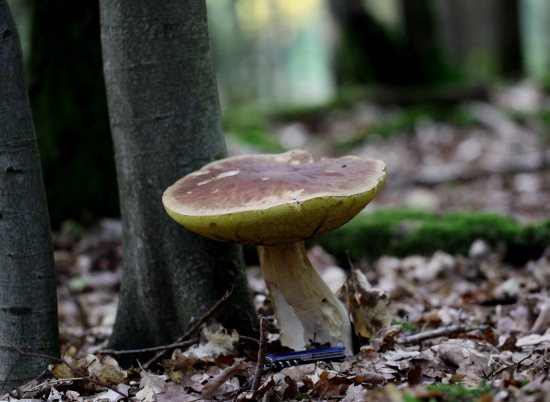 bude v dnešnej kapustnici