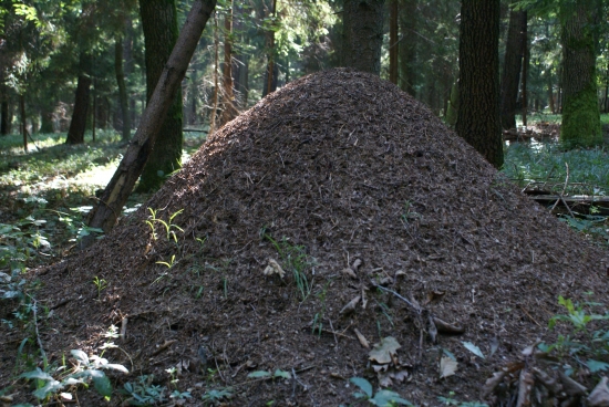 makačenkovia