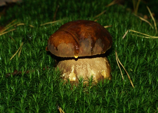 už nebude naňho pršať