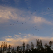 vrany hlásia ochladenie