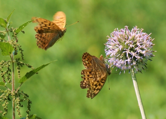 Aj ja chcem nektár!