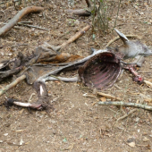 Úhyn - laň