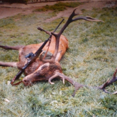 15 rocny jelenisko 199 b.