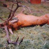 kalendarovy jelen este raz