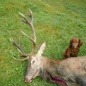 jelen dohladany dnes uz uhynutym dinuskom