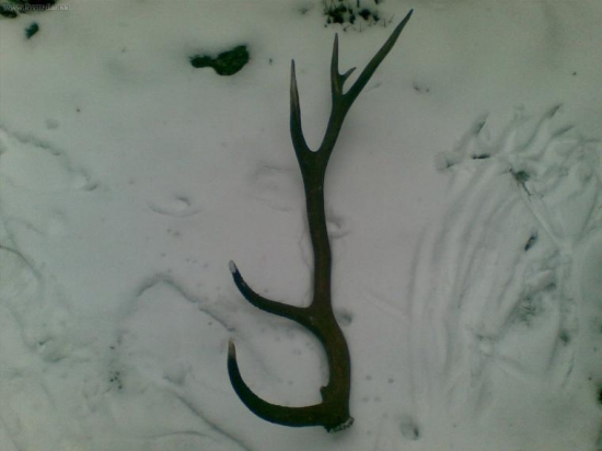 krasne prekvapenie  ID 60250